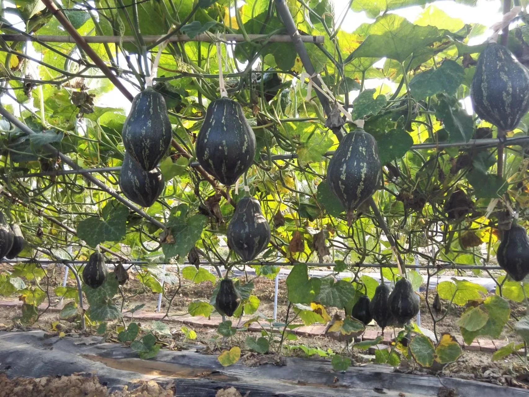 香芋南瓜（杂交）#11220 — chunheseed.com